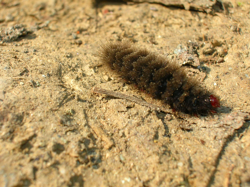 Bruchi di Amata phegea